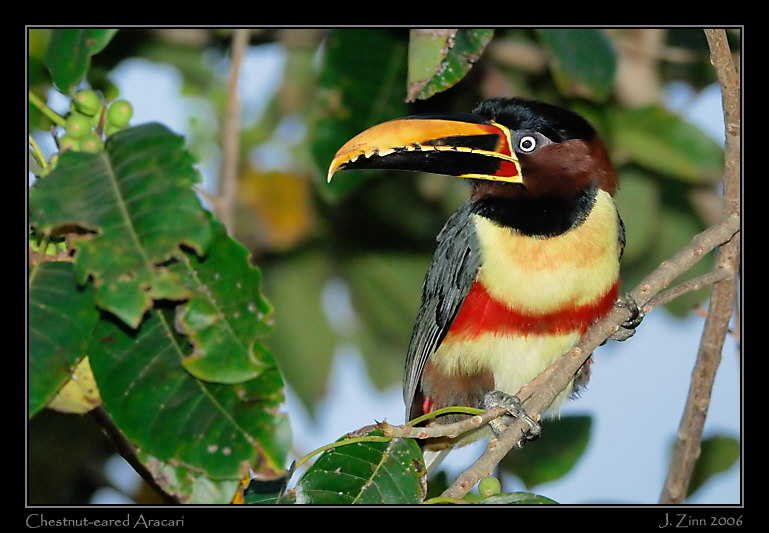 aracari_6094w
