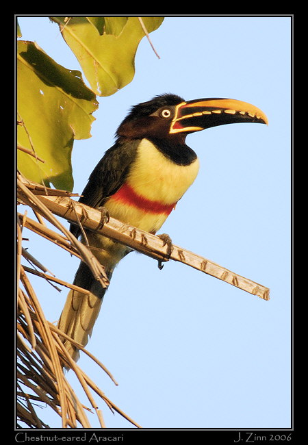 aracari_6426w