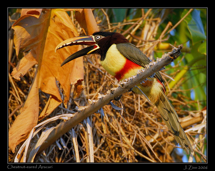 aracari_6974w