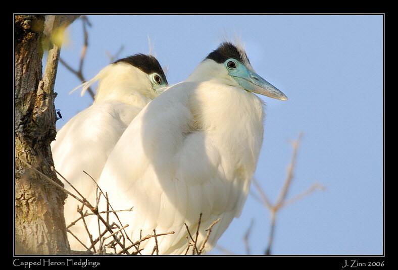 cahe_6352w2