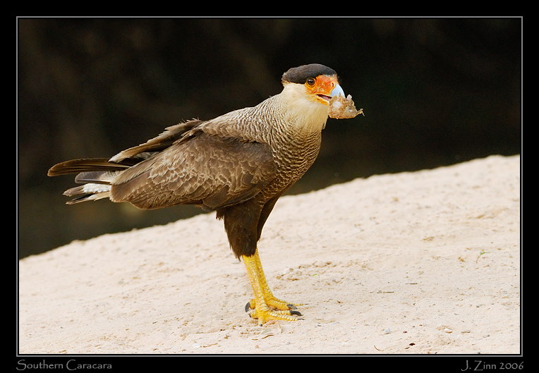 caracara_6025_filteredW