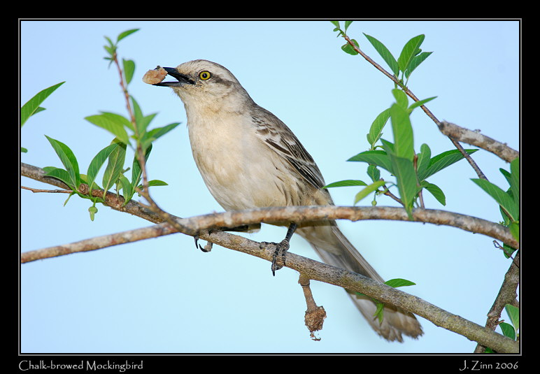 cbmo_7021w