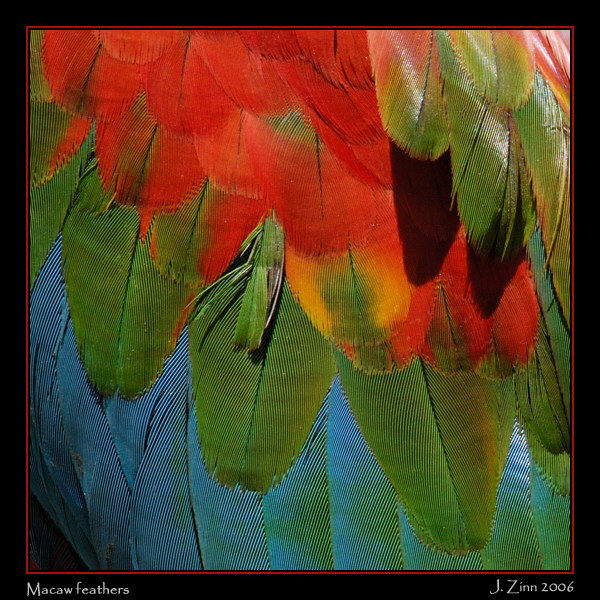 feather_7224