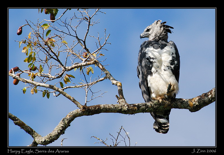 harpy_5090w