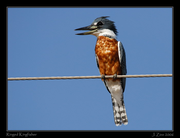 ringedking_5623w