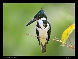  Amazon Kingfisher
