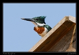  Amazon Kingfisher