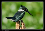  Amazon Kingfisher
