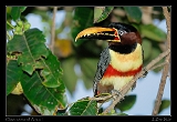 Chestnut-eared Aracari