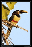  Chestnut-eared Aracari