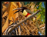  Chestnut-eared Aracari