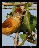  Barred Antshrike (female)