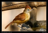  Barred Antshrike (female)