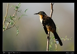 Black-capped Donacobius
