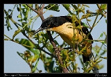  Black-capped Donacobius