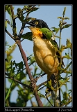 Black-capped Donacobius