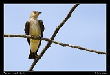  Brown-chested Martin