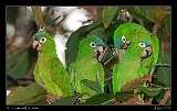  Blue-crowned Parakeets
