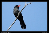  Black-faced Nunbird