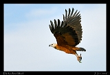  Black-collared Hawk