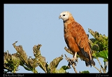  Black-collared Hawk