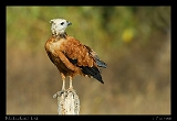  Black-collared Hawk