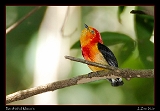  Band-tailed Manakin