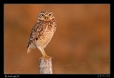  Burrowing Owl