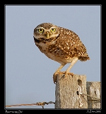  Burrowing Owl
