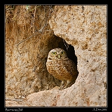 Burrowing Owl