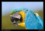  Blue-and-yellow Macaw