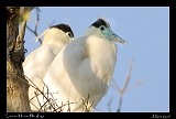  Capped Heron Nestlings