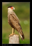  Southern Caracara