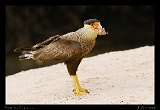  Southern Caracara