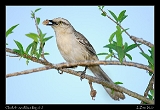  Chalk-browed Mockingbird