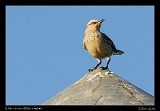  Chalk-browed Mockingbird