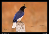  Curl-crested Jay