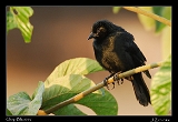  Chopi Blackbird