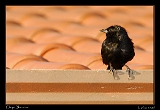  Chopi Blackbird