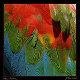  Feathers, Red-and-green Macaw
