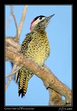  Green-barred Woodpecker