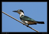  Green Kingfisher