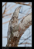  Great Potoo