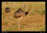  Greater Rhea