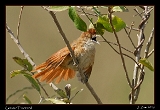  Greater Thornbird
