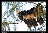  Guira Cuckoos