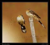  Guira Cuckoos