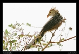  Guira Cuckoo
