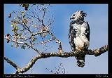  Harpy Eagle