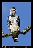  Harpy Eagle